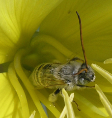 Melissodes tristis
