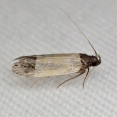 Anacampsis coverdalella