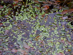 Ranunculus omiophyllus