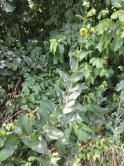 Silphium integrifolium laeve