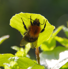 Bombus hypnorum