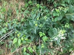 Silphium integrifolium laeve