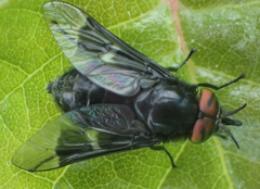 Chrysopsinae