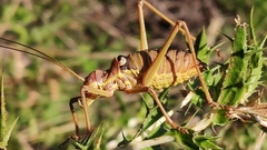 Ephippiger discoidalis