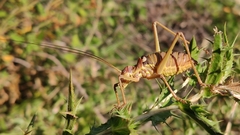 Ephippiger discoidalis