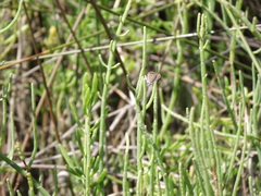 Brephidium pseudofea