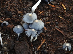Coprinopsis cinerea