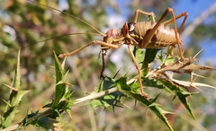 Ephippiger discoidalis