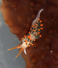 Diaphoreolis lagunae