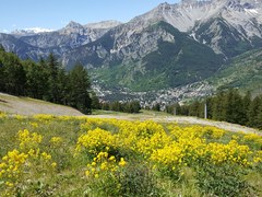 Sisymbrium austriacum