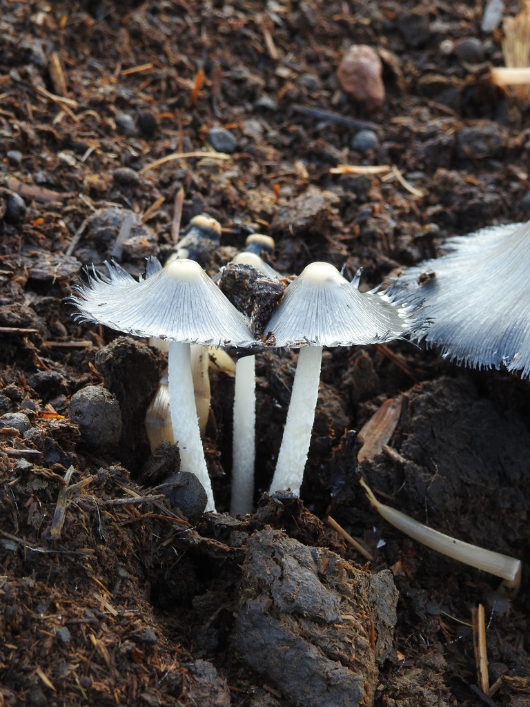 Coprinopsis sect. Cinereae