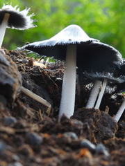 Coprinopsis cinerea