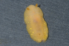 Cadlina modesta