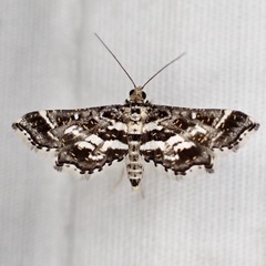 Diasemiopsis leodocusalis