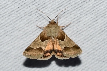 Jaguar Flower Moth