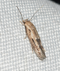 Mompha brevivittella