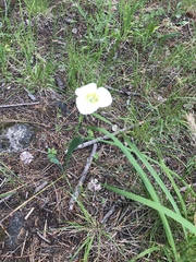Calochortus apiculatus