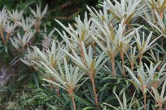 Rhododendron makinoi