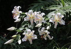 Lilium auratum