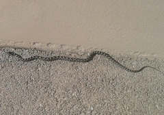 Elaphe quatuorlineata