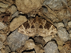 Gandaritis atricolorata