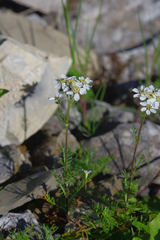 Achillea atrata