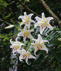 Lilium auratum
