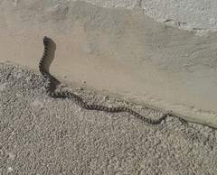 Elaphe quatuorlineata