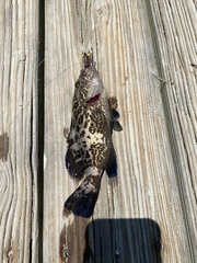 Mycteroperca microlepis