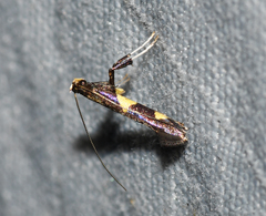 Caloptilia cornusella