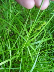 Carex tribuloides