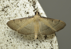 Bradina admixtalis