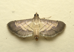 Spilomelini