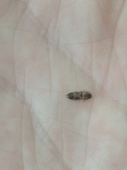 Aeolus mellillus