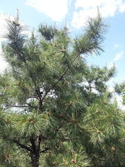 Pinus tabuliformis