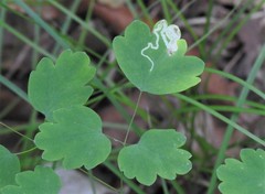Phytomyza minuscula group