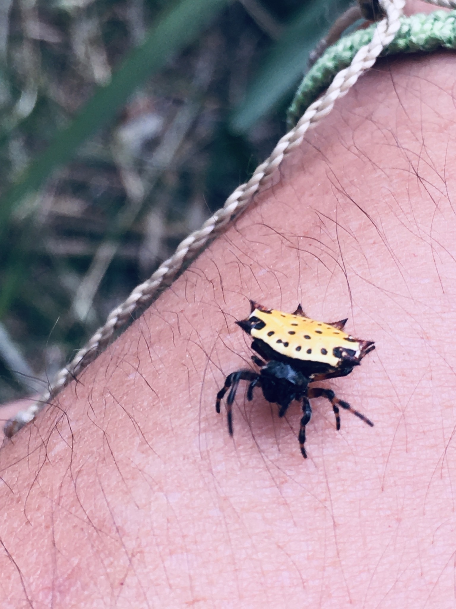 Gasteracantha image