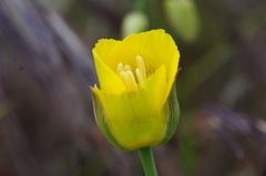 Calochortus luteus