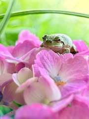 Hyla japonica