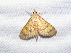 Niphograpta albiguttalis