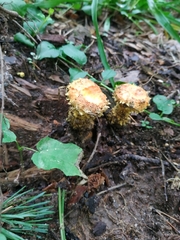 Pholiota