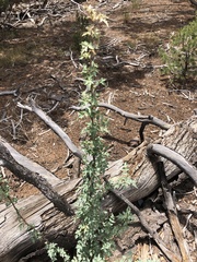 Berberis haematocarpa