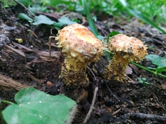 Pholiota