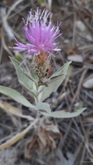 Cheirolophus sempervirens