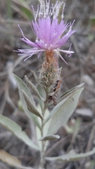 Cheirolophus sempervirens