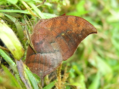 Fountainea centaurus
