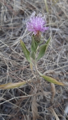 Cheirolophus sempervirens
