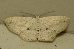 Scopula annularia