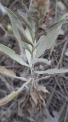 Cheirolophus sempervirens