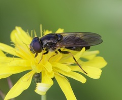 Cheilosia bergenstammi